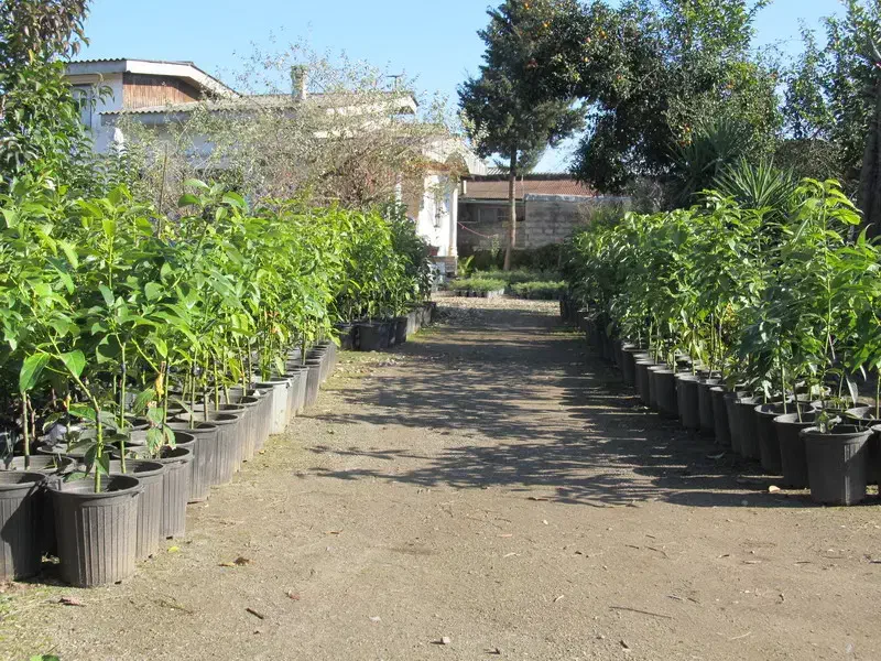 فروش انواع نهال پیوندی آووکادو در متل قو|خدمات باغبانی و درختکاری|سلمانشهر, |دیوار