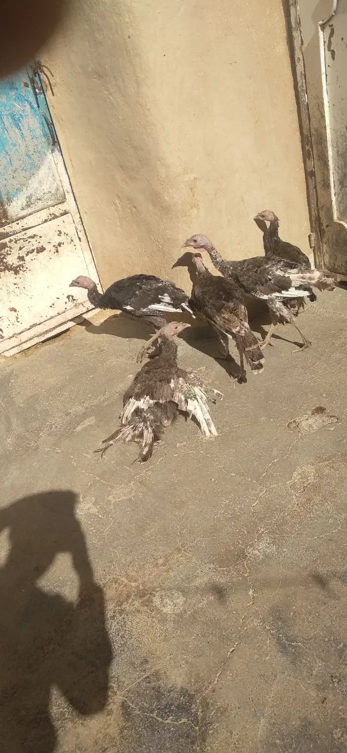 بوقلمون نر|حیوانات مزرعه|کلیائی, |دیوار