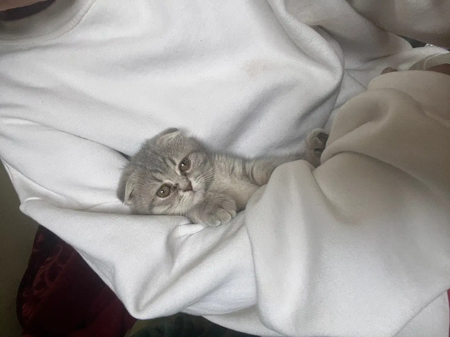 بچه گربه اسکاتیش ۱۳ م + ۴ م وسیله رایگان|گربه|کرمان, |دیوار