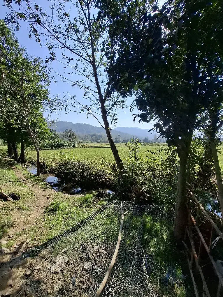 4700کتر خانه محوطه شالیزار سند تک برگ گیلان|فروش خانه و ویلا|احمدسرگوراب, |دیوار