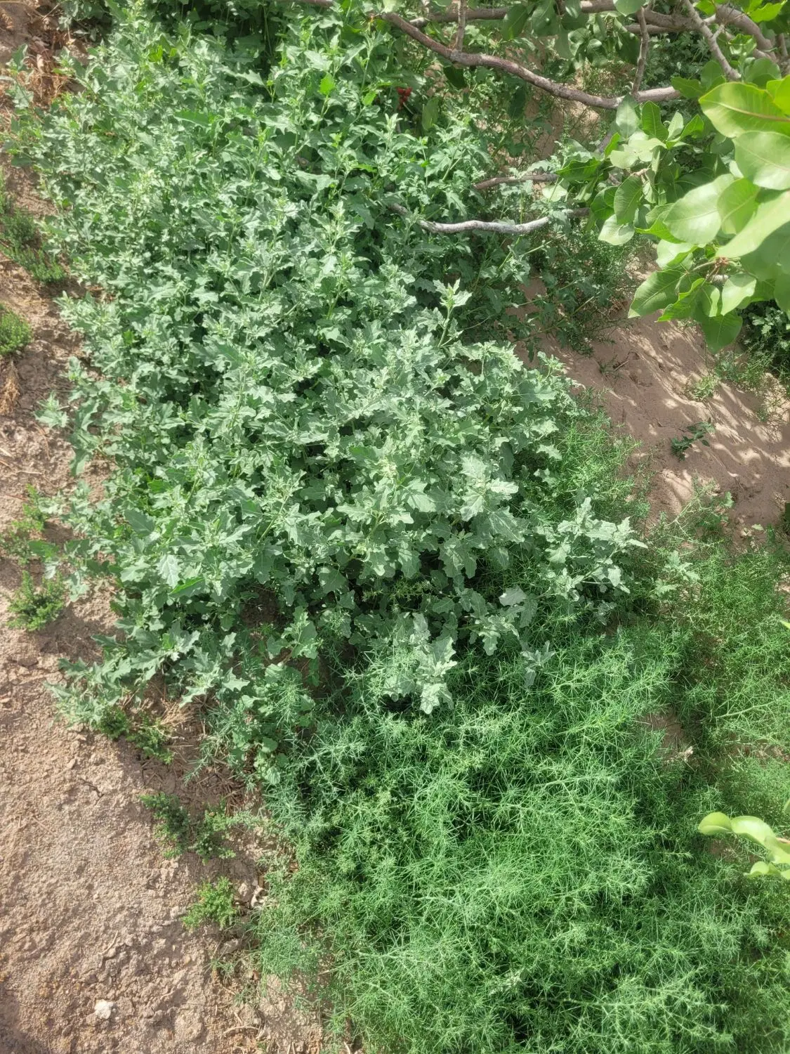 علف|گل و گیاه طبیعی|رفسنجان, |دیوار