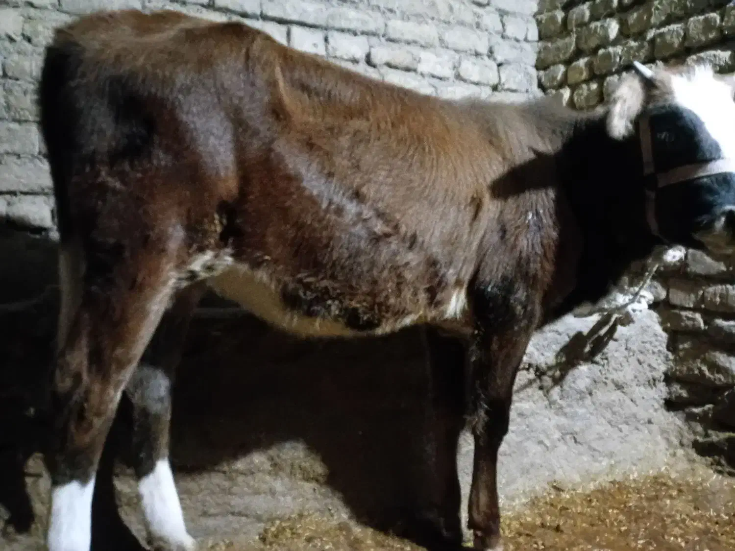 فروش دو راس گوساله ماده|حیوانات مزرعه|دوزین, |دیوار