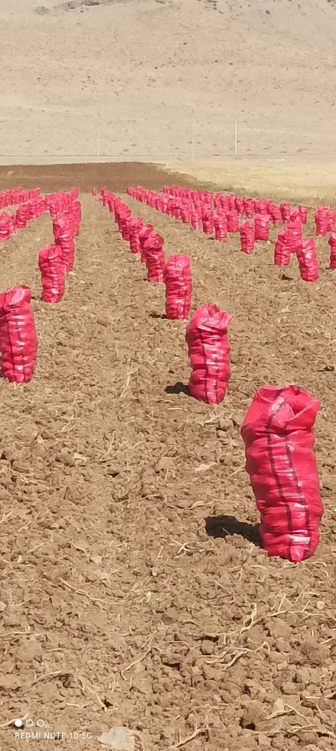 سیبزمینیدرجهیکعمدهفروشیشیراز|عمدهفروشی|اقلید, |دیوار