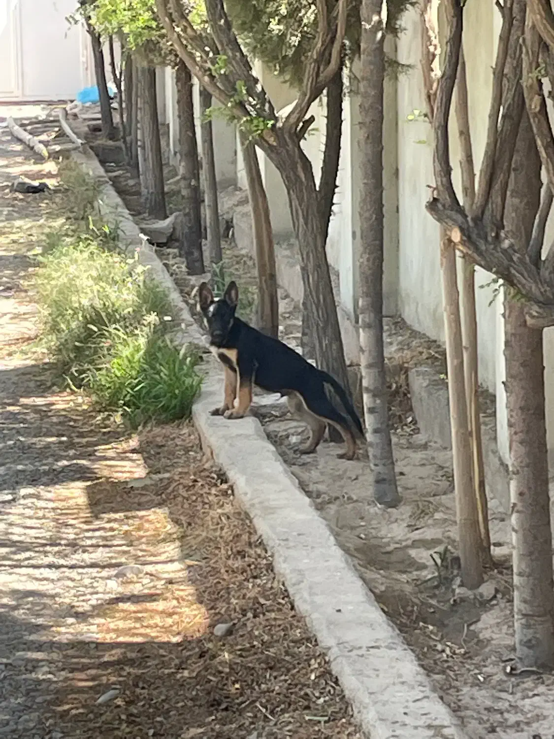 باغ ماهان|فروش خانه و ویلا|ماهان, |دیوار