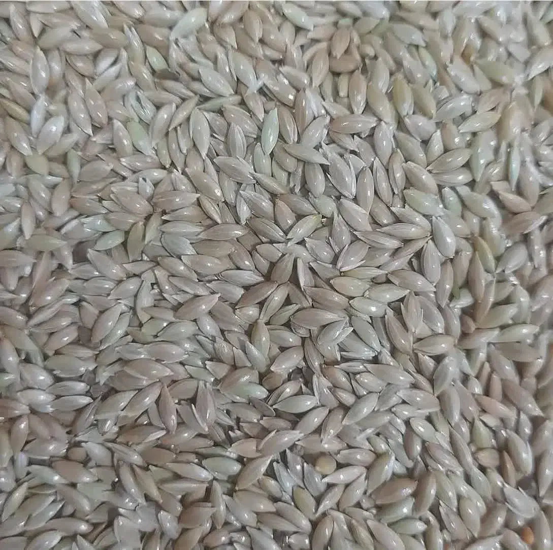 خوراک دام گوساله گوسفند|حیوانات مزرعه|مهریز, |دیوار