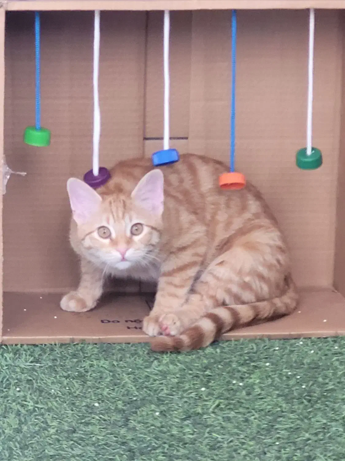 گمشده گربه|حیوانات|اصفهان, ملکشهر|دیوار