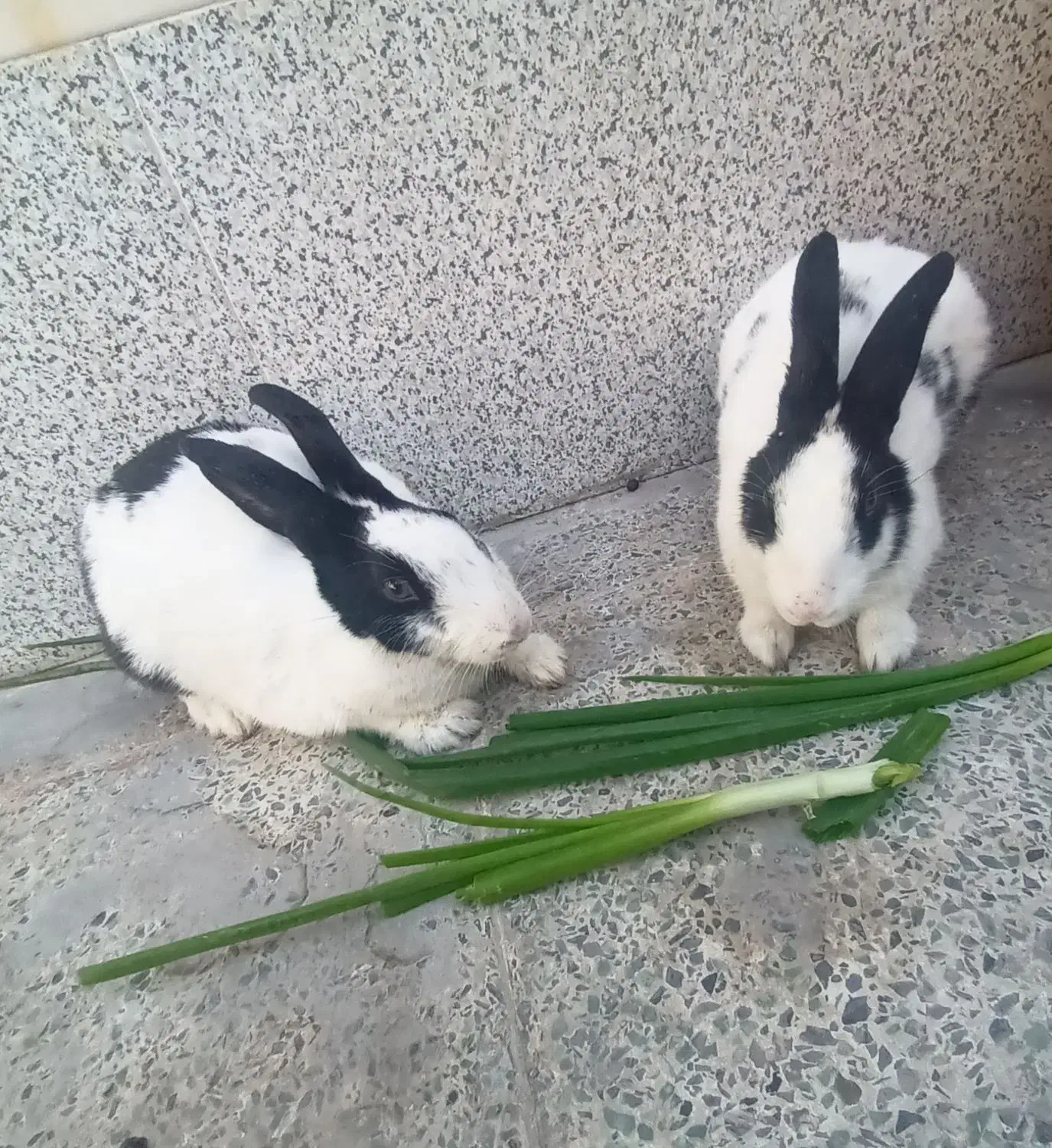 خرگوش|موش و خرگوش|رامهرمز, |دیوار