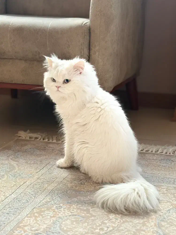 پرشین نر|گربه|اردبیل, |دیوار