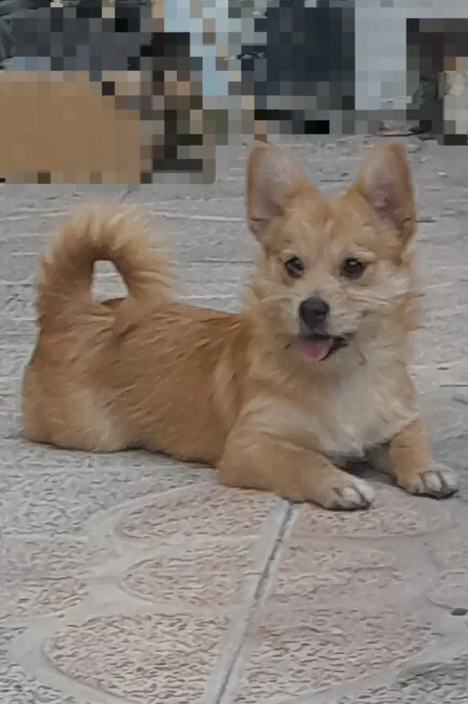 سگ پامرین سگ شیتزو|سگ|شهریار, شهرک امیریه|دیوار