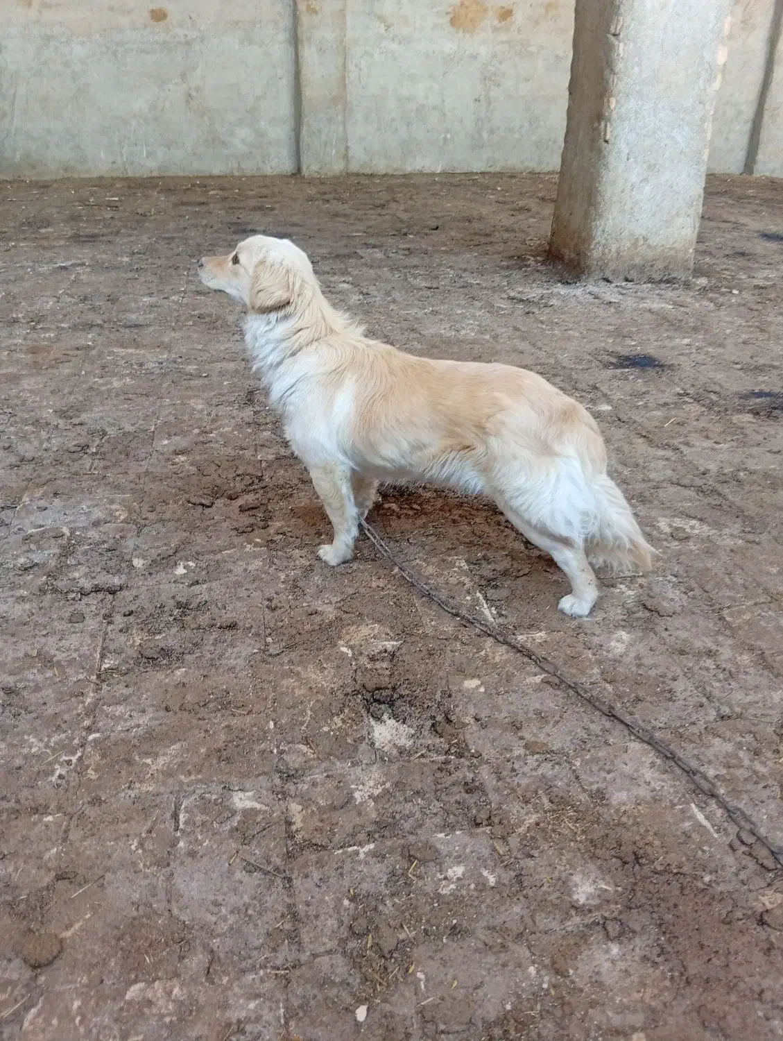 سگ خارجی|سگ|جوادآباد, |دیوار