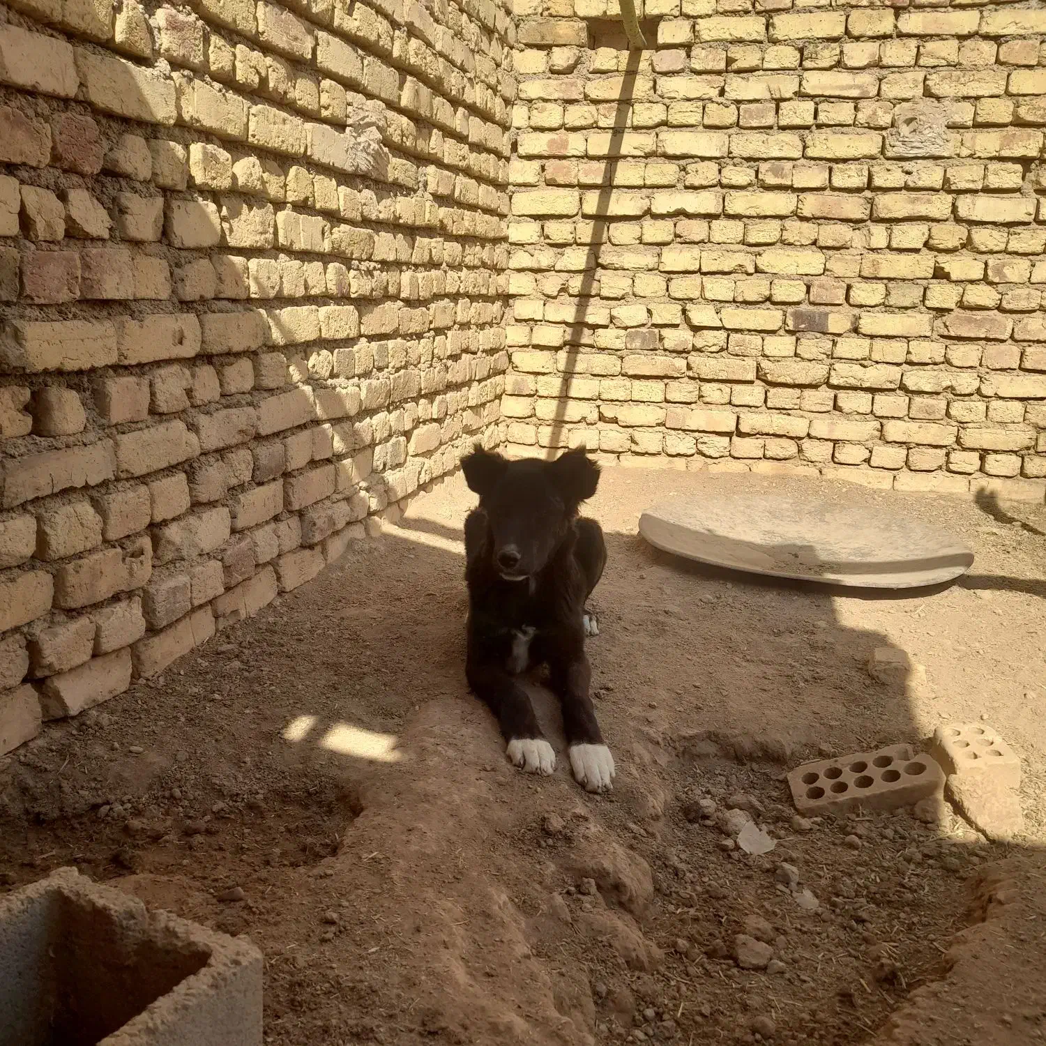 سگ قدرجونی|سگ|مبارکه, |دیوار