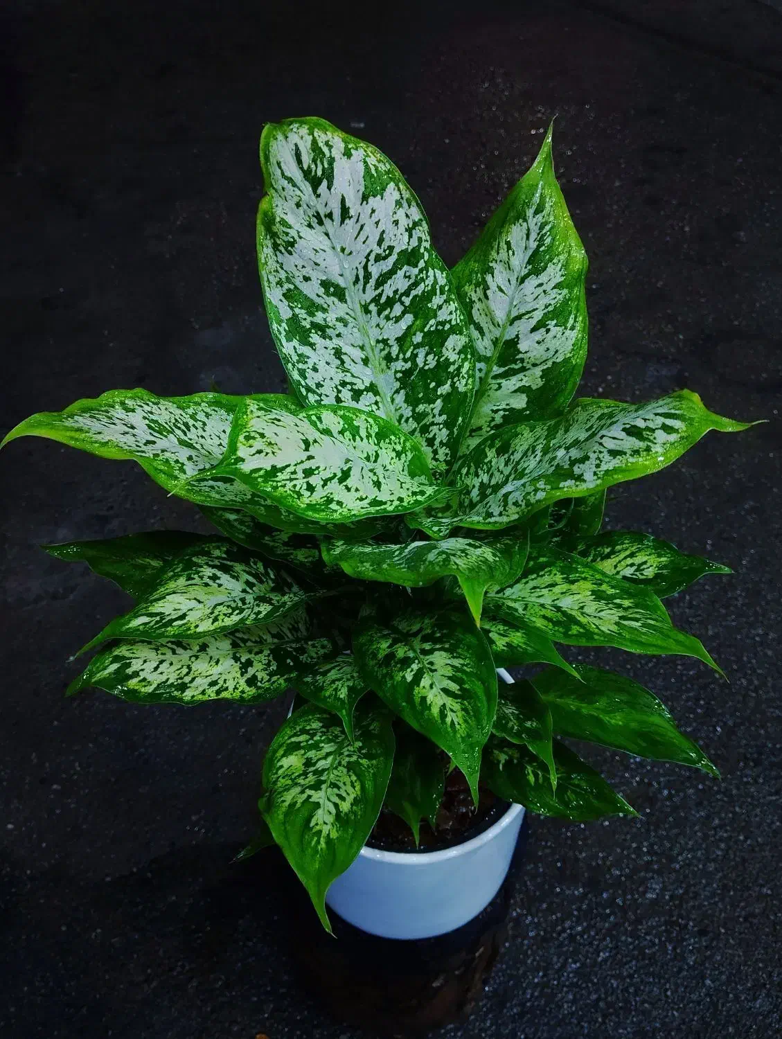 نمایشگاه گل و گیاه باران|گل و گیاه طبیعی|نیشابور, فضل|دیوار