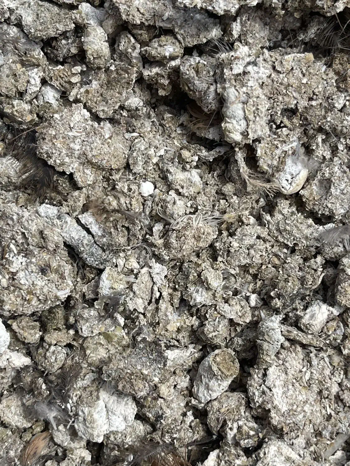 کود مرغ محلی (خالص)|گل و گیاه طبیعی|قنوات, |دیوار