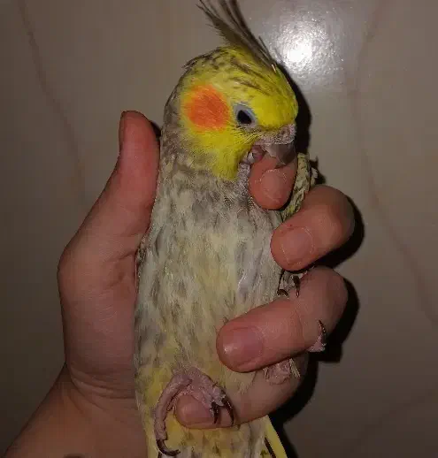 عروس هلندی ماده|پرنده|قم, ولیعصر|دیوار