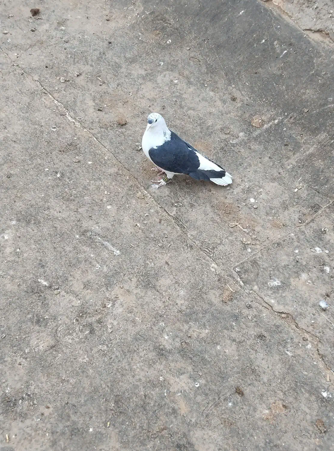 کبوتر|پرنده|تربت جام, میان جام|دیوار