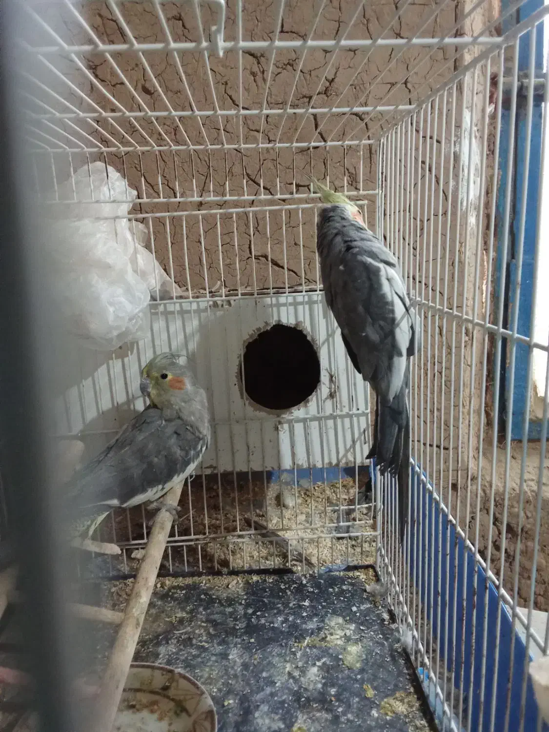 یک جفت عروس هلندی سیامون سالم|پرنده|خواف, |دیوار