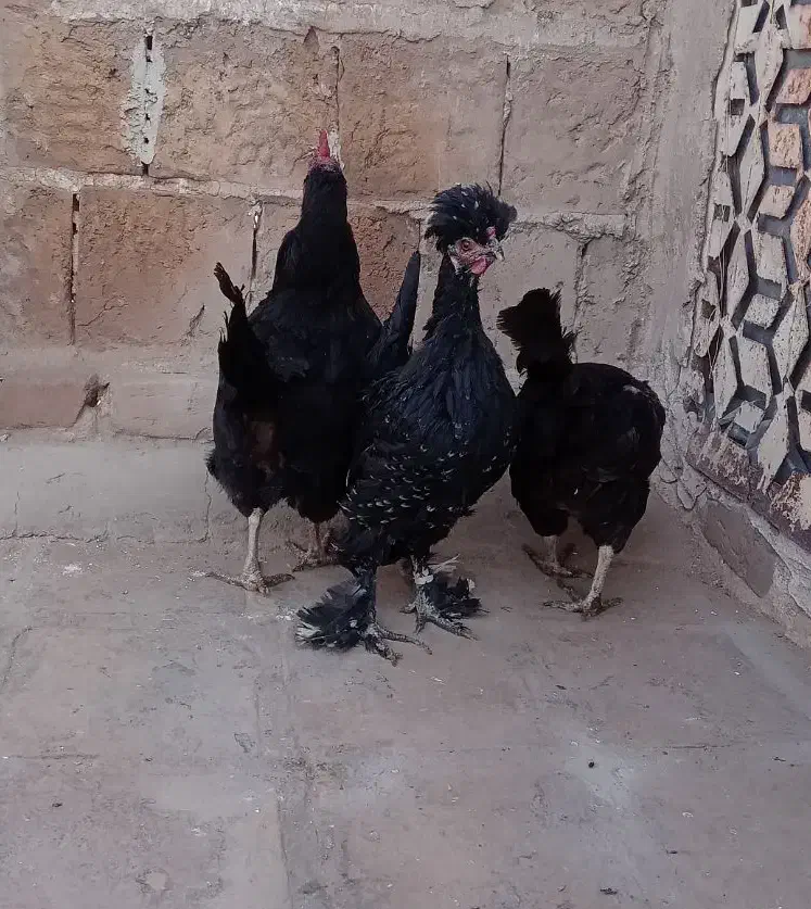 مرغ تخم ده|حیوانات مزرعه|کاشان, پشت شهربانی|دیوار