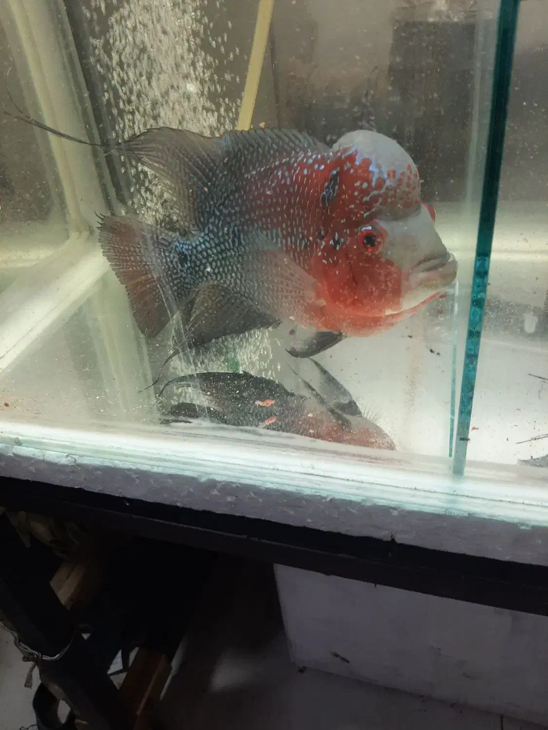 فلاور هورن|ماهی|تهران, صادقیه|دیوار