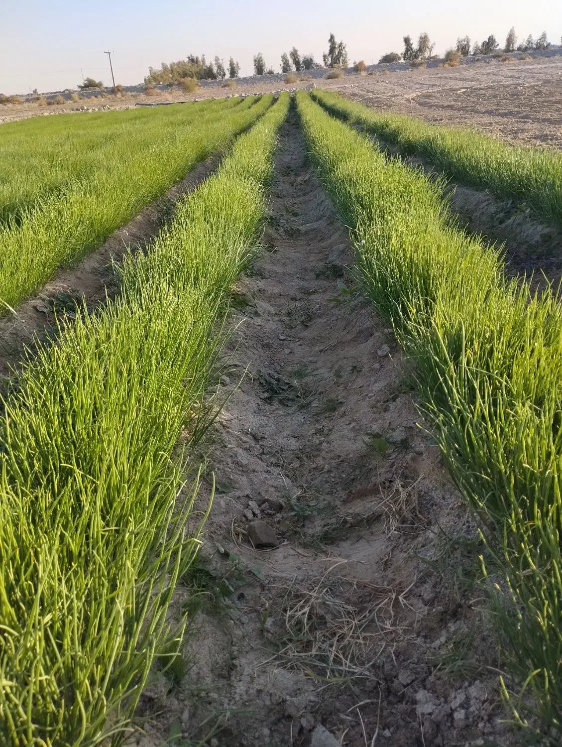 نهال پیاز مینروا|خدمات باغبانی و درختکاری|جیرفت, |دیوار