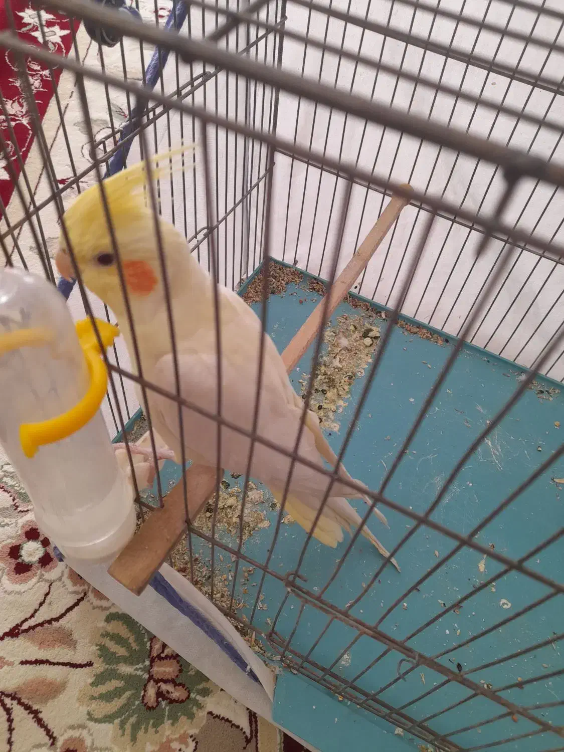 عروس|پرنده|اشترینان, |دیوار