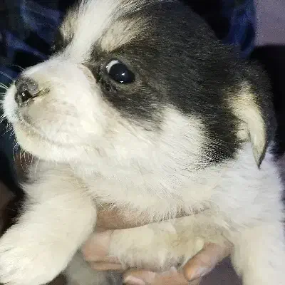 پنج تا توله سگ نژاد پامر اشپیتز قیمت خوب|سگ|برخوار, |دیوار