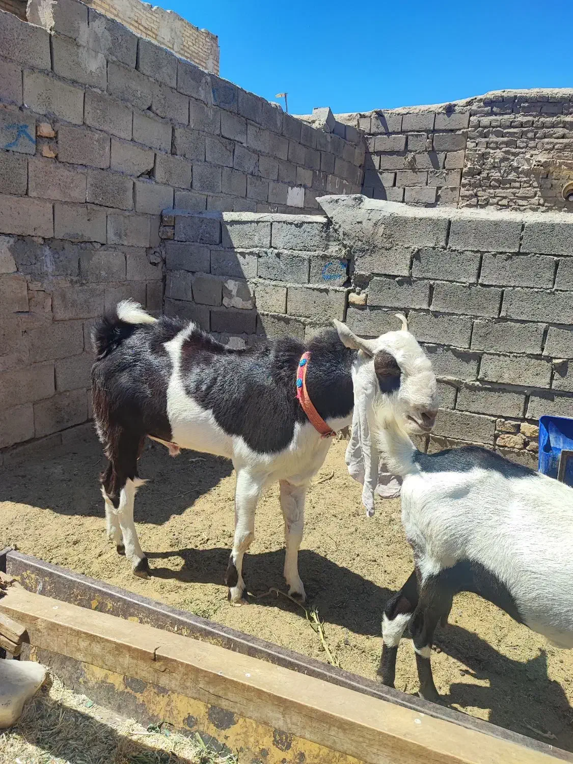نربز اصیل درشت و قواره دار فروشی|حیوانات مزرعه|نصر آباد, |دیوار