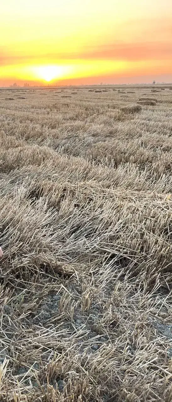 زمین کشاورزی فرودگاه گرگان|فروش دفتر صنعتی، کشاورزی، تجاری|آق قلا, |دیوار