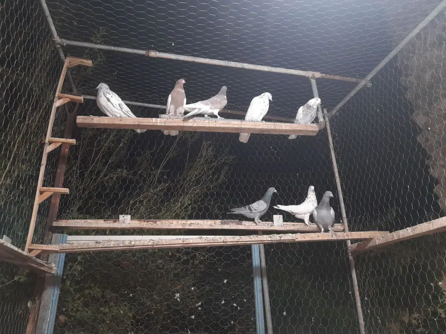 تعدادی کفتر|پرنده|بم, |دیوار