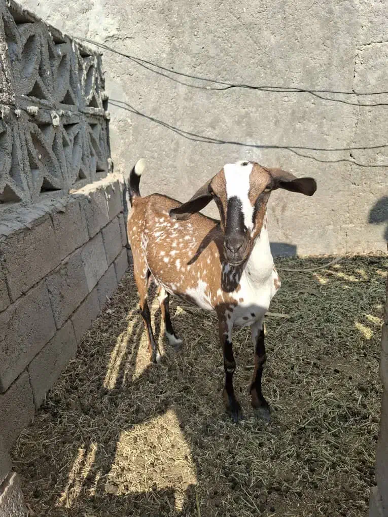 فروش دو عدد کهره ماده|حیوانات مزرعه|درگهان, |دیوار