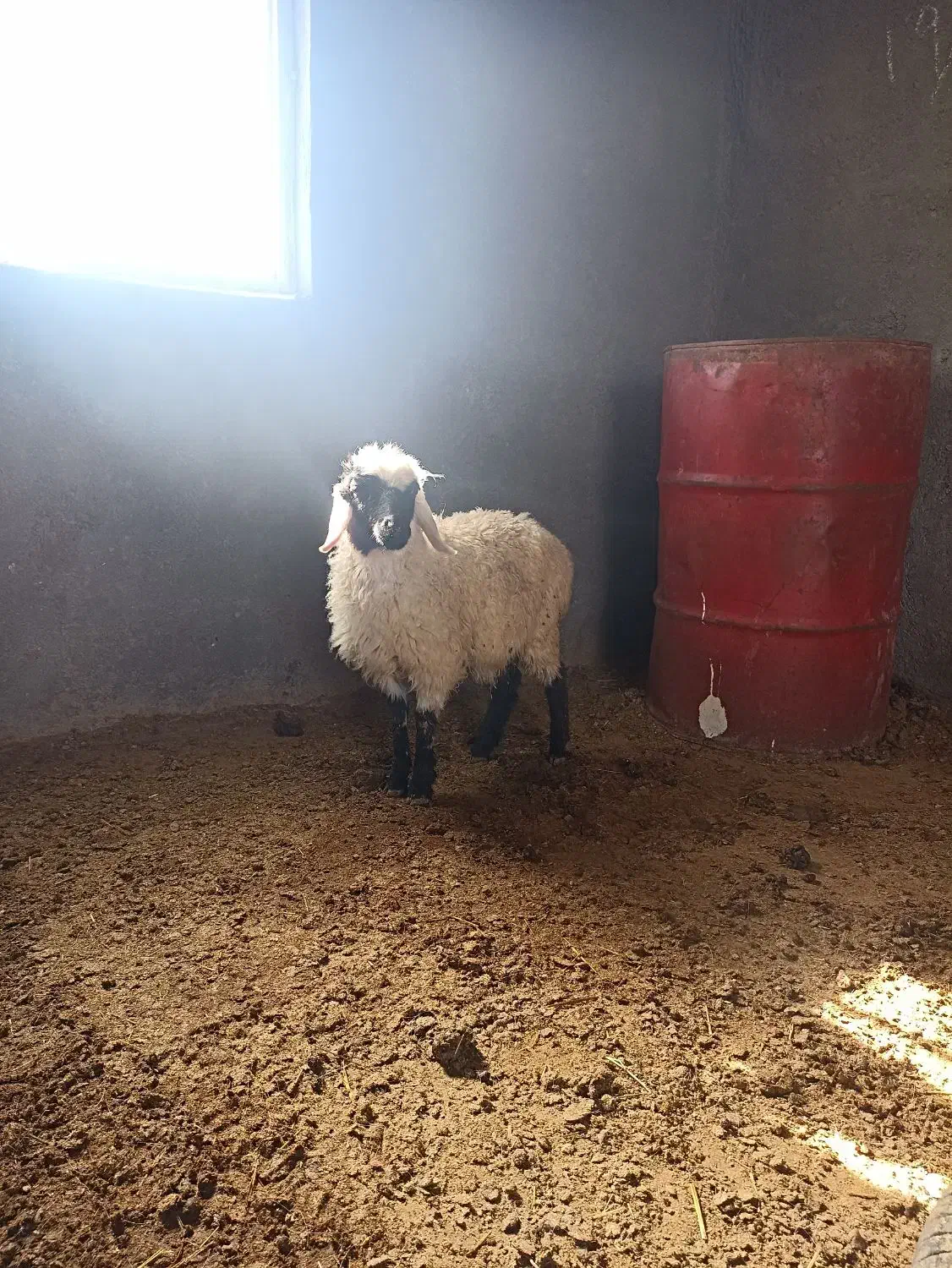 بره ماده|حیوانات مزرعه|درمیان, |دیوار