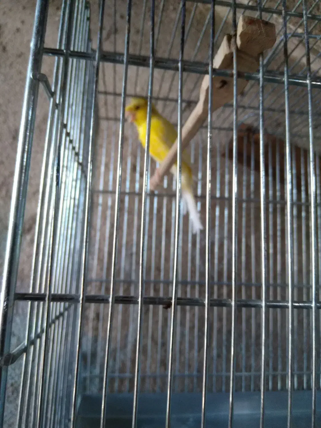 قناری|پرنده|باقرشهر, |دیوار