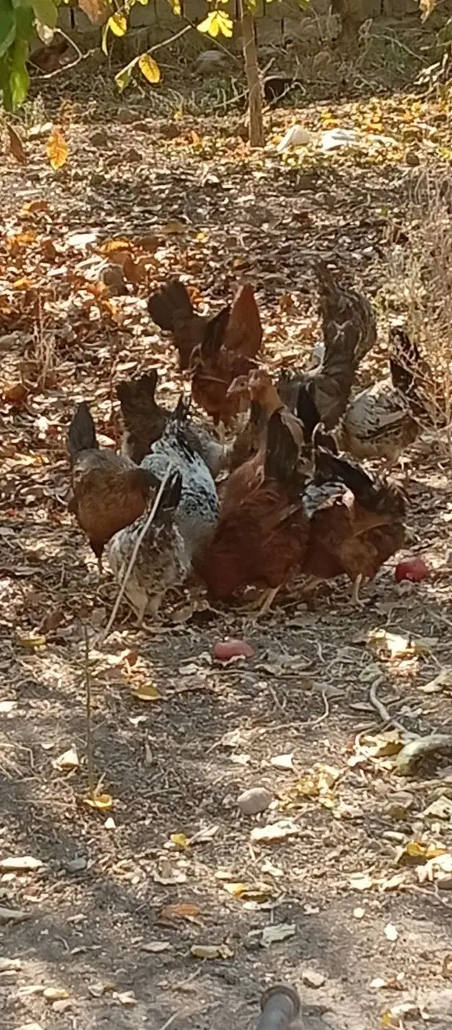 مرغ وخروس محلی|حیوانات مزرعه|نالوس, |دیوار