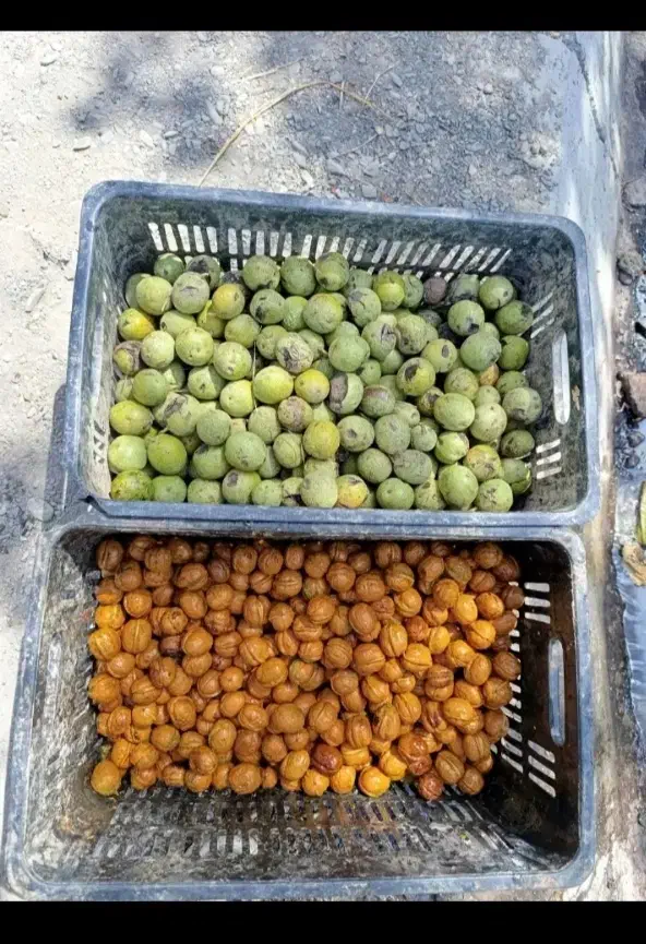 (فقط کیسه ۴۵ تومان) پوست کردن گردو با دستگاه درمحل|خدمات باغبانی و درختکاری|اسفراین, |دیوار