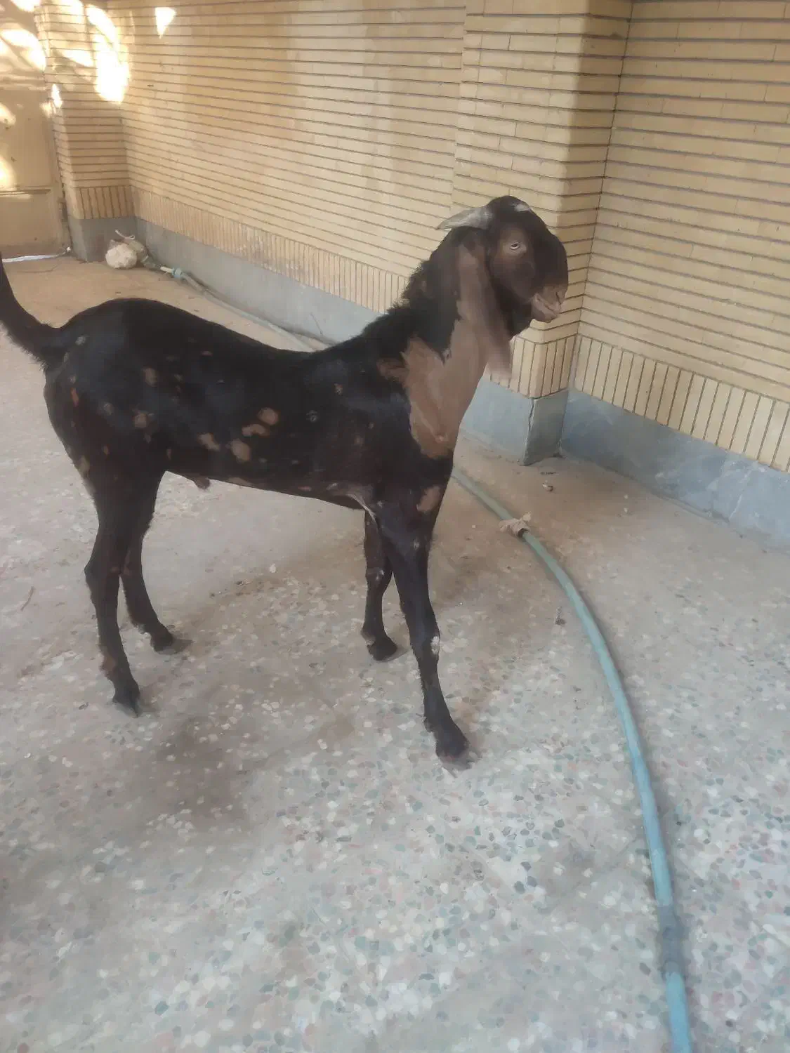 پنجاب دورگ قد بلند|حیوانات مزرعه|چابهار, |دیوار