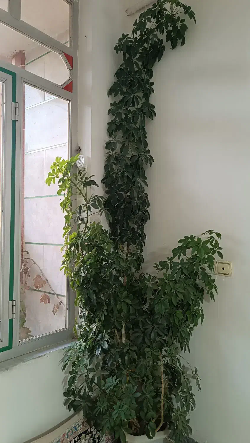 گل قسقوانی قشنگ|گل و گیاه طبیعی|جوانرود, |دیوار