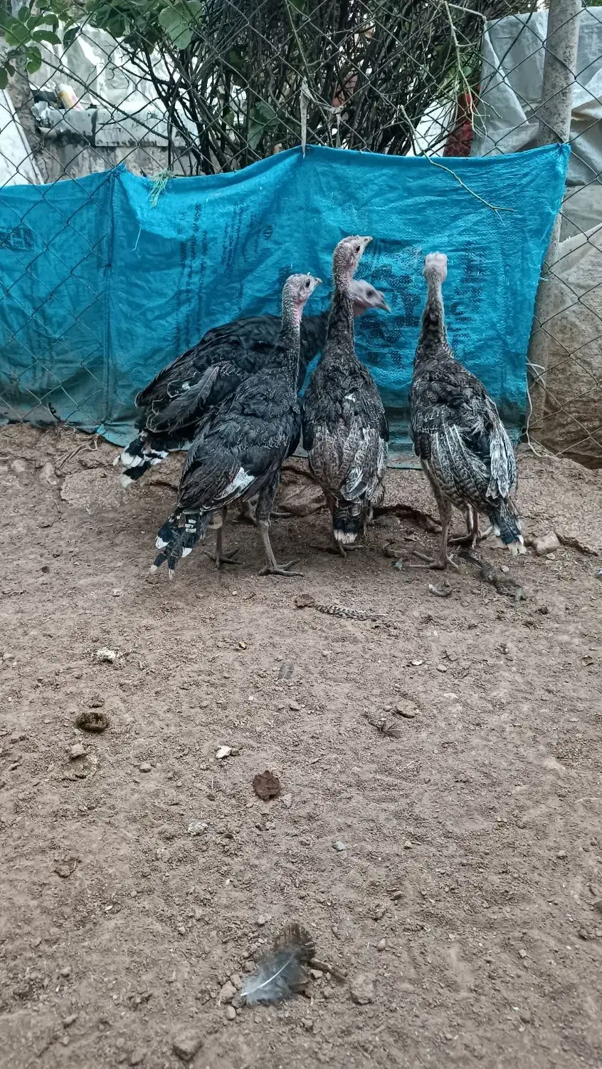 بوقلمون تعداد بالا|حیوانات مزرعه|اردل, |دیوار