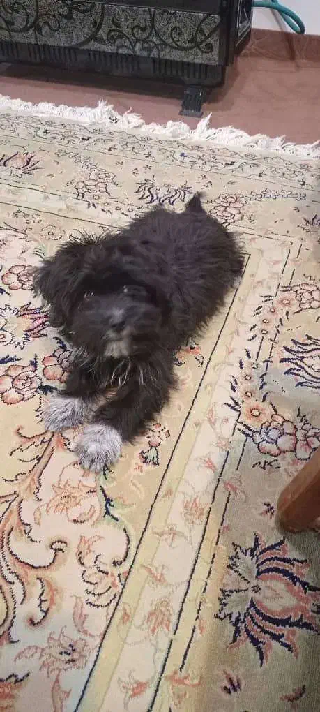 فروشی|سگ|شفت, |دیوار