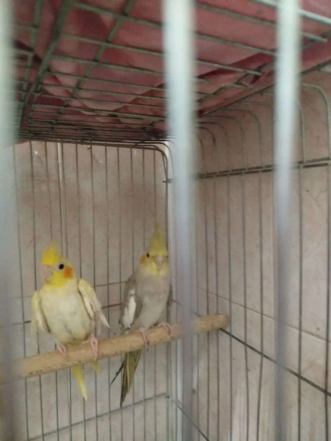 عروس هلندی|پرنده|شیراز, جوادیه|دیوار