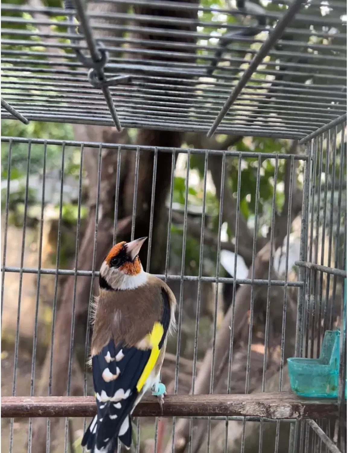 سهره نر حلقه پا|پرنده|آستارا, |دیوار