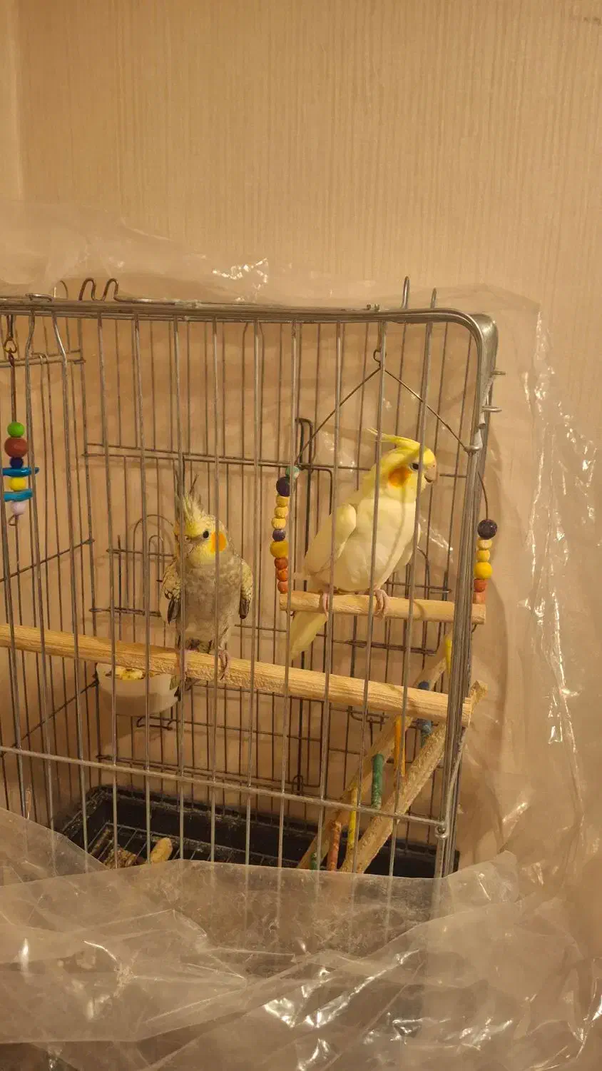 سلام یک جفت عروس هلندی با۳ عدد جوجه|پرنده|قدس, شهر‌قدس|دیوار