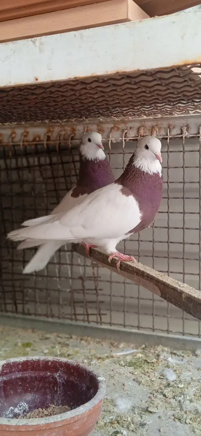 جفت طوقی|پرنده|شیراز, کوزه گری|دیوار