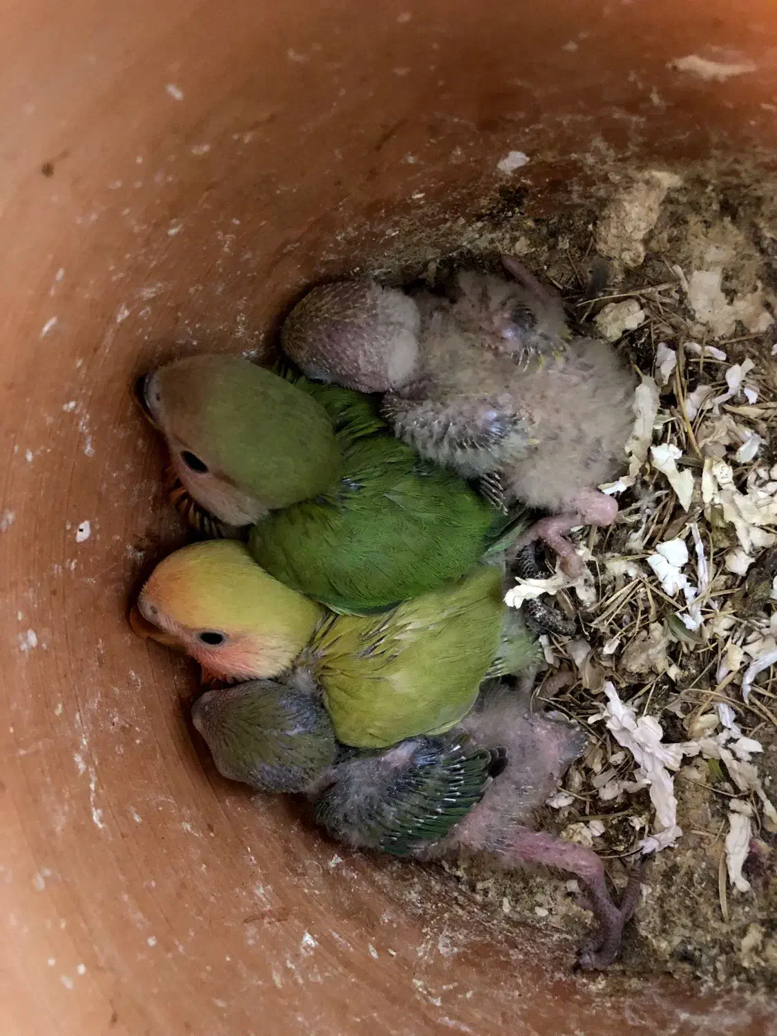 عروس هلندی و برزیلی قیمت مناسب|پرنده|قروه, |دیوار