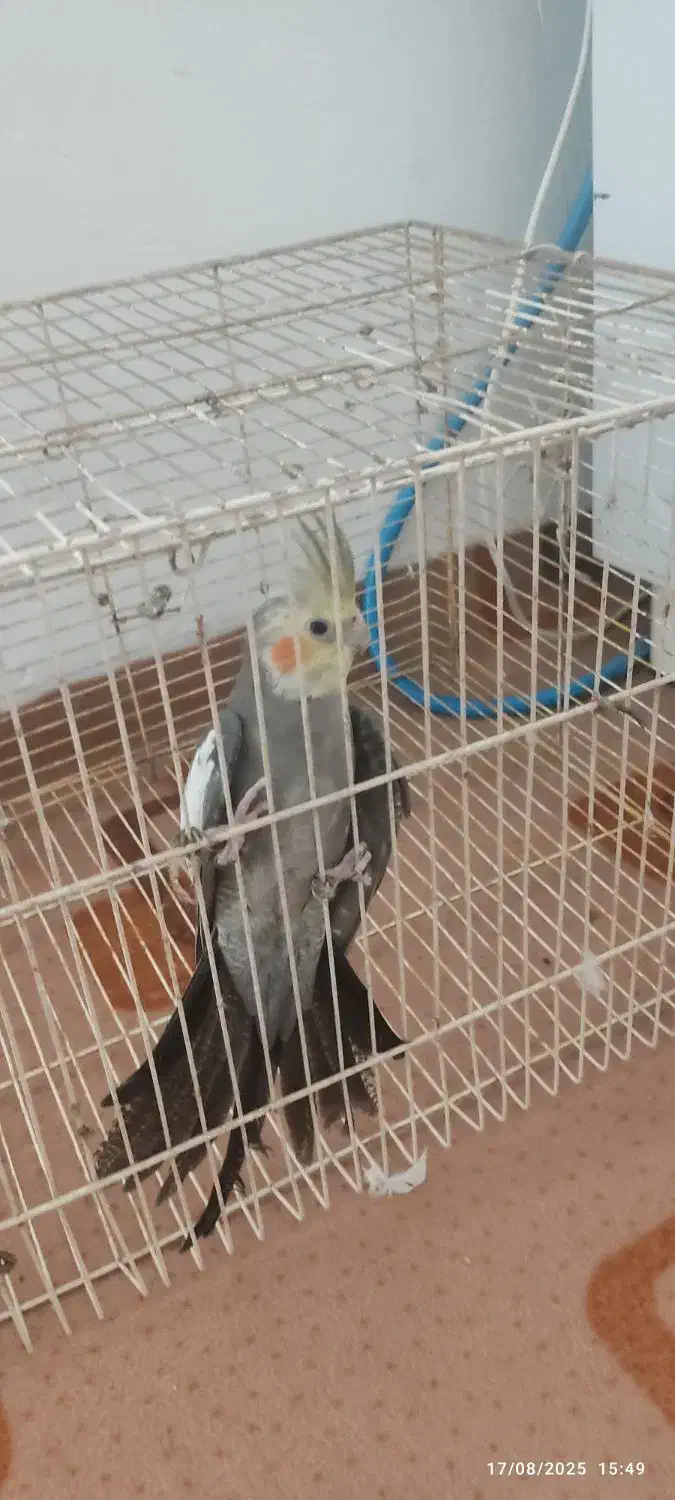 عروس هلندی|پرنده|شیروان (خراسان), |دیوار