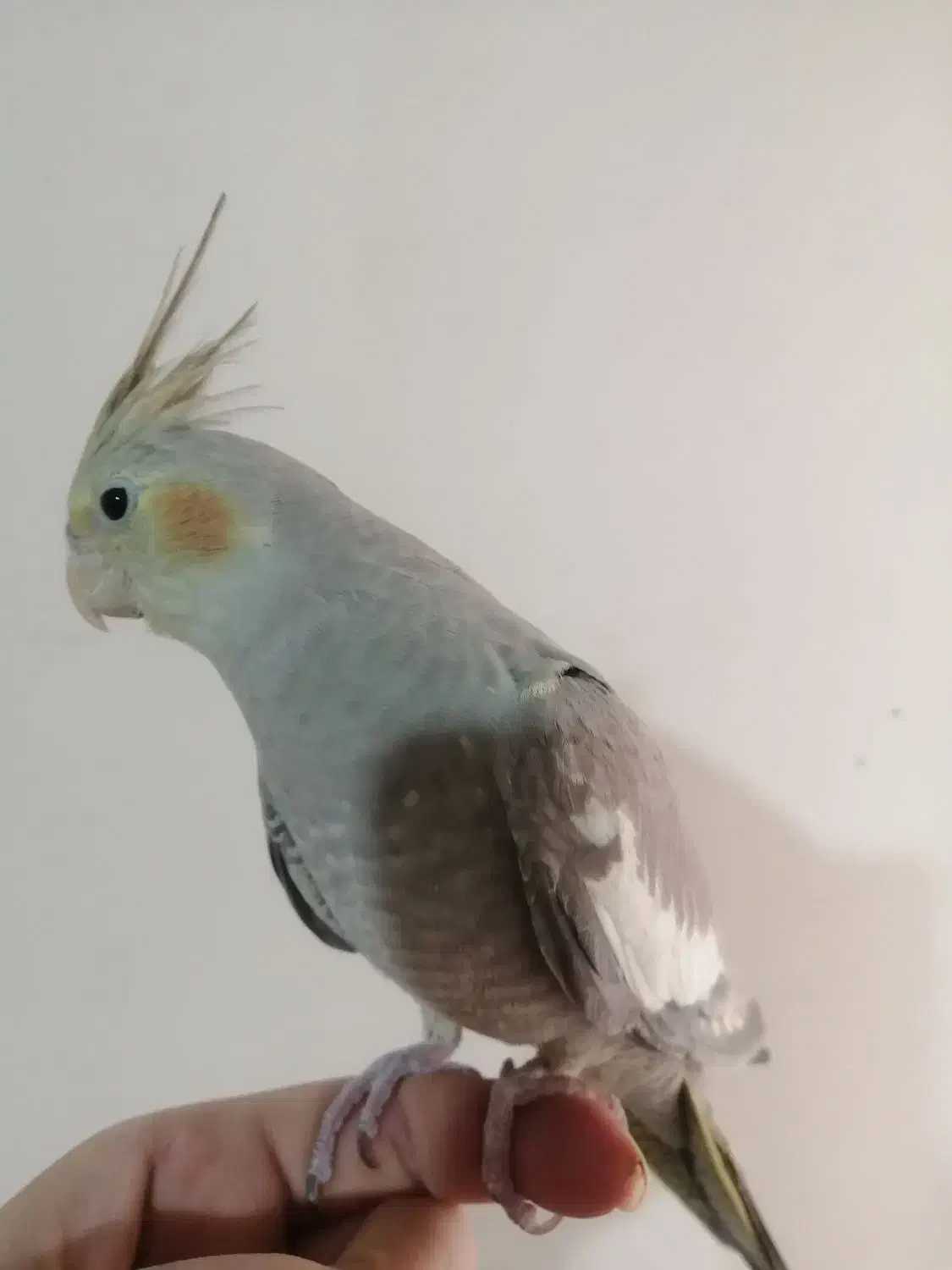 عروس هلندی رام و دستی 550|پرنده|ری, فیروزآبادی|دیوار