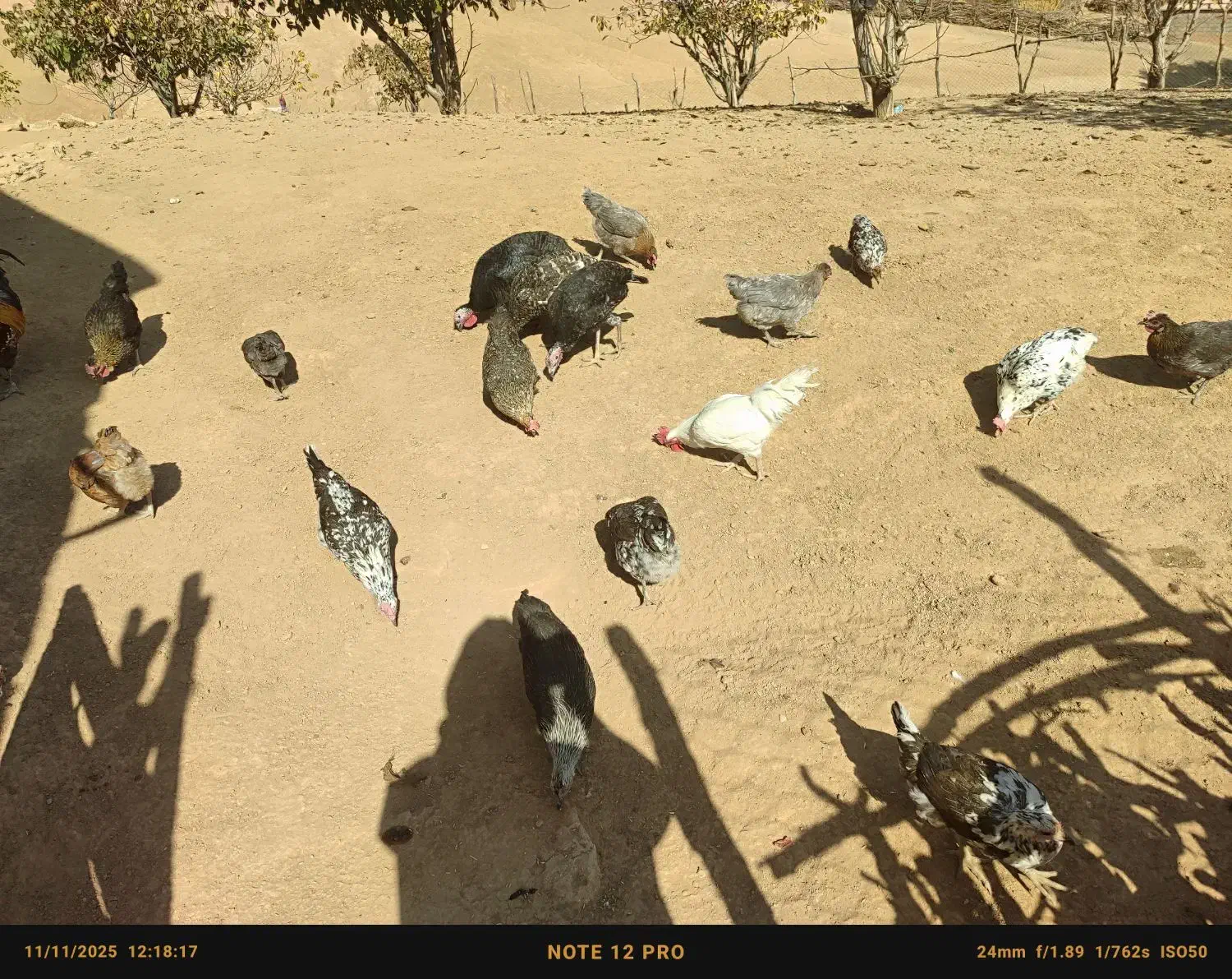 مرغ|حیوانات مزرعه|لردگان, |دیوار