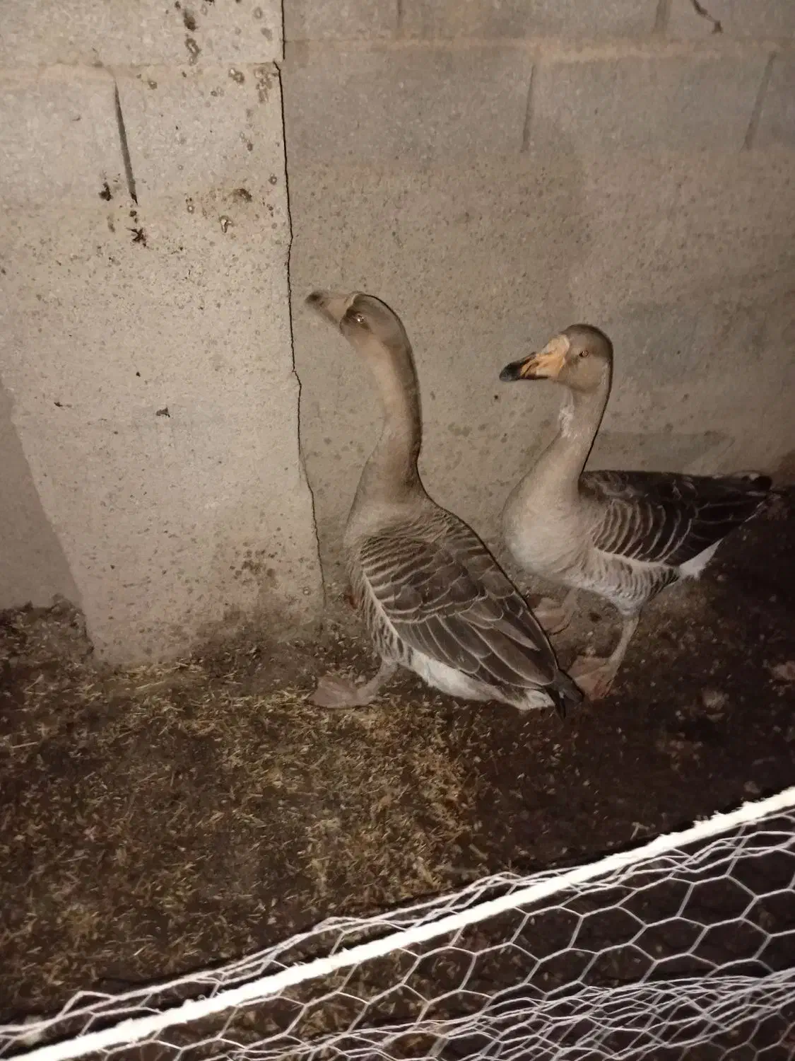 دو غاز دورگ|حیوانات مزرعه|گنبد کاووس, |دیوار