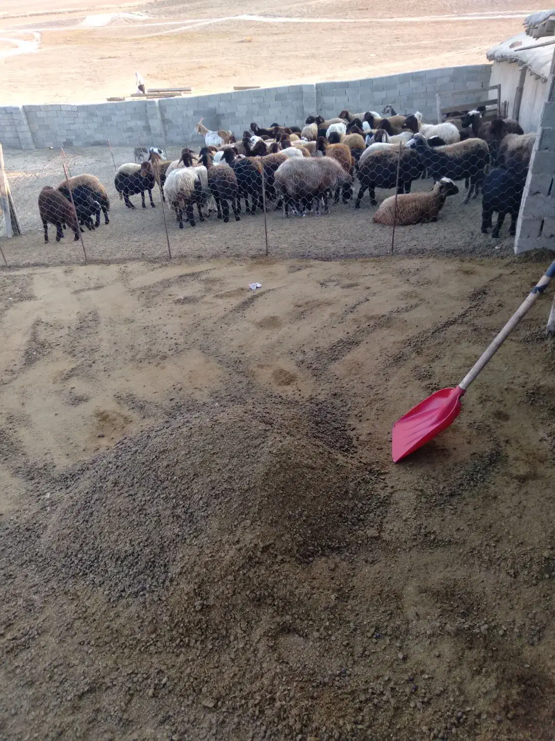 کود گوسفندی|خدمات باغبانی و درختکاری|ساری, |دیوار