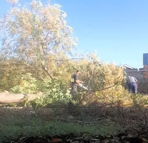 خریدچوب باغی شاخه از۲تا۸تومن|خدمات باغبانی و درختکاری|گرگان, |دیوار