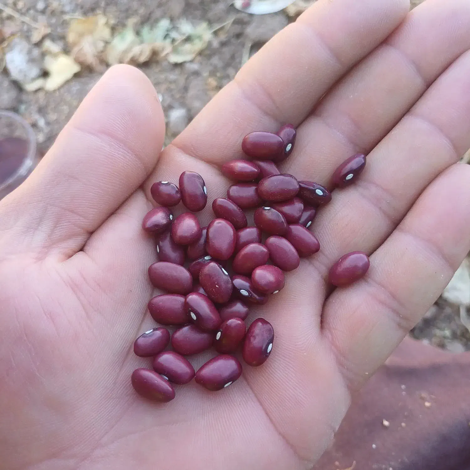 لوبیا قرمز|عمده‌فروشی|بزینه رود, |دیوار