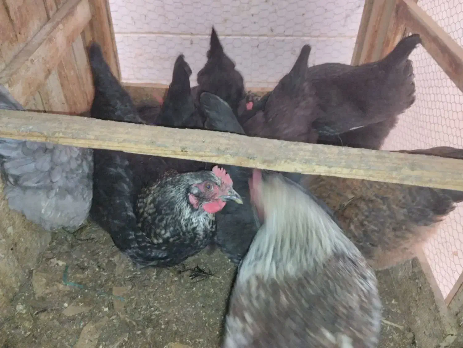 مرغ تخم گذار|حیوانات مزرعه|قم, براسون|دیوار